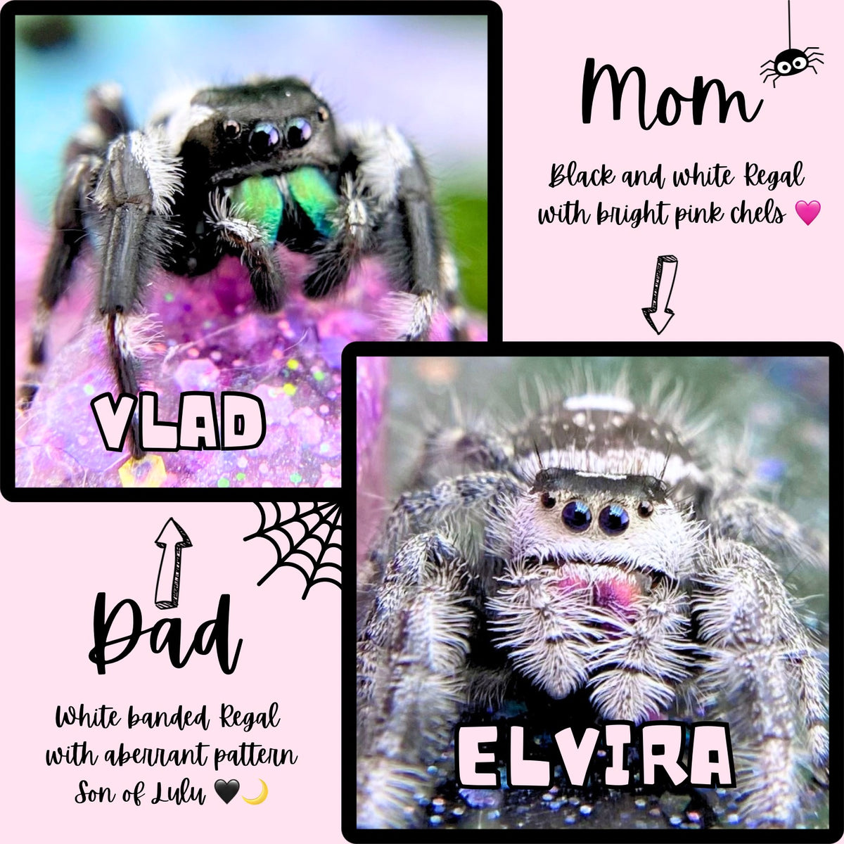 Male and Female white and black regal jumping spider parents of mystery pick babies phidippus regius