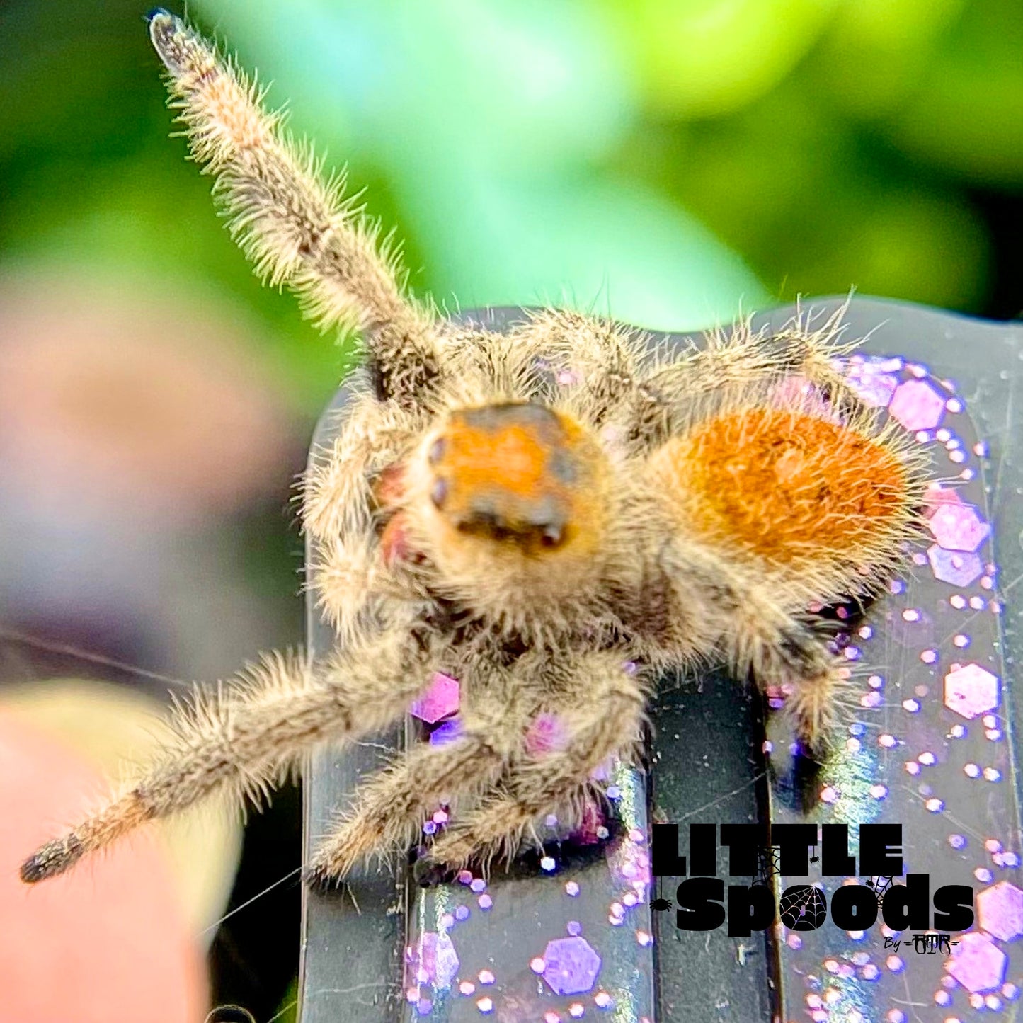 High Orange Female regal jumping spider back closeup view