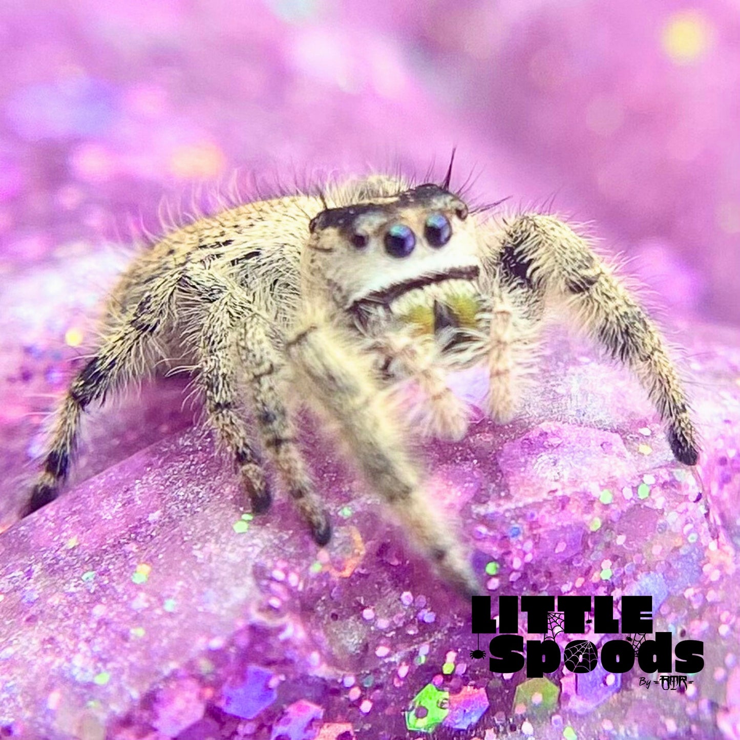 Hybrid female jumping spider Florida Phidippus Otiosus x White Phidippus Regius Hybrid jumping spiders for sale | side view