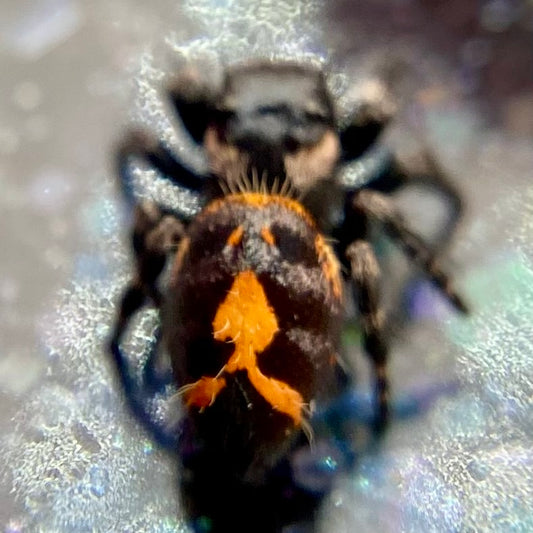 Big Bend Bryantae - Fused Spots Phidippus Audax - Bold Jumping Spider 1-9