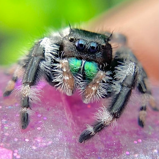 Subadult Unique White Banded Regal Jumping Spider Male - ELVIRA-1-1