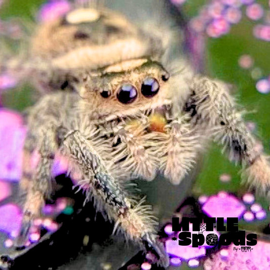 Regal Jumping Spider Female i6 - MARION-1-3