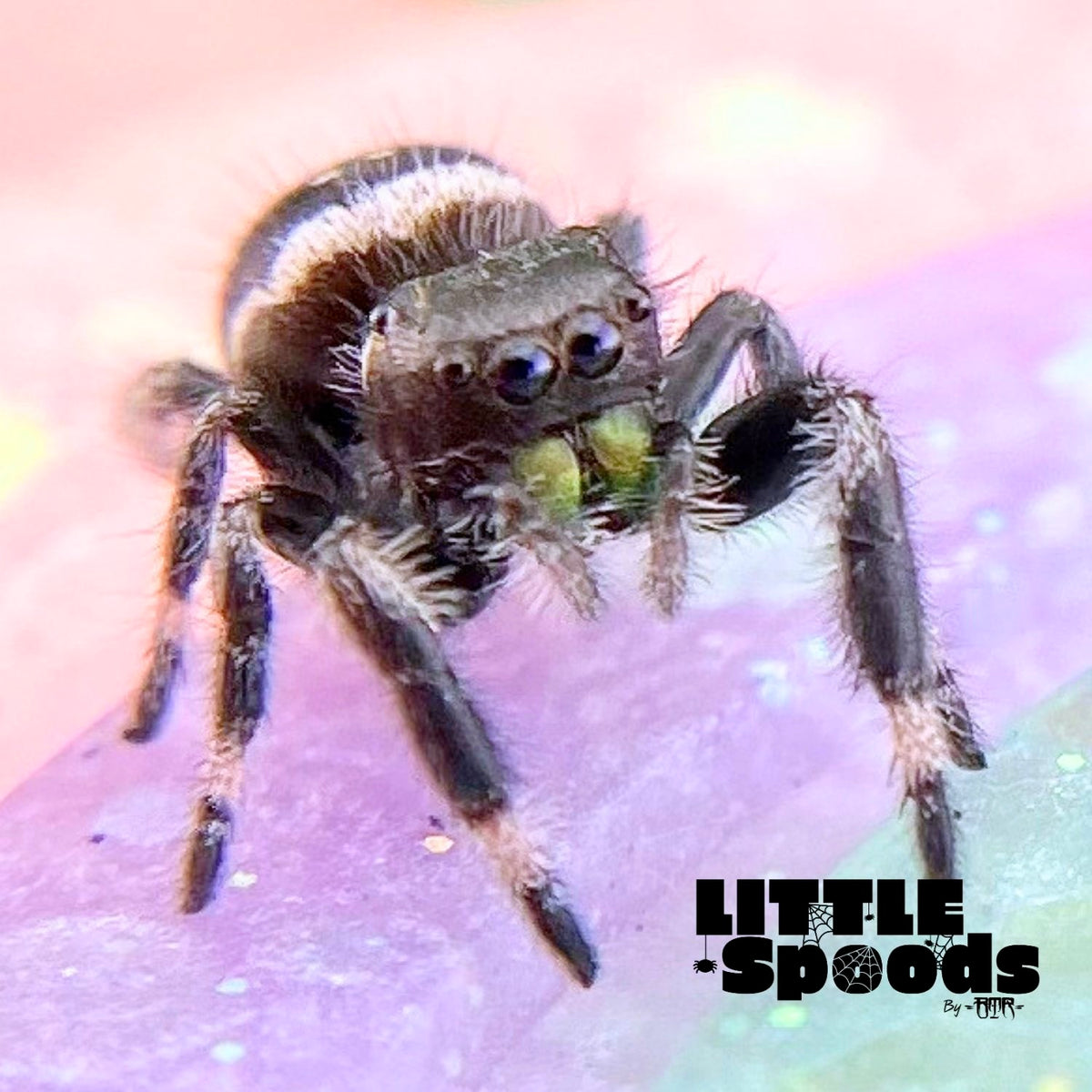 White Banded Regal Jumping Spider Male i7 - ELVIRA-1-12