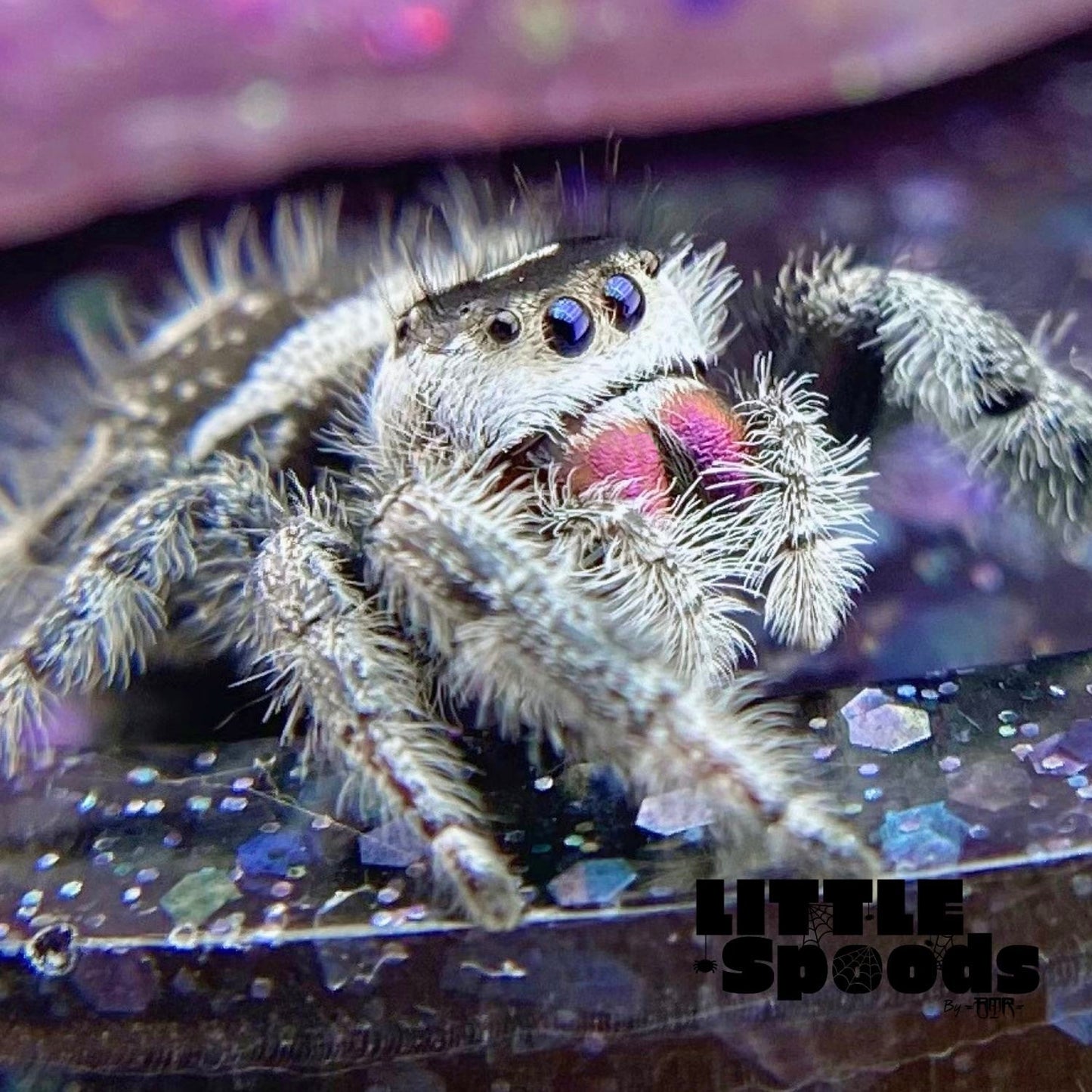 Regal Jumping Spider | Elvira × Vlad Mystery Pick