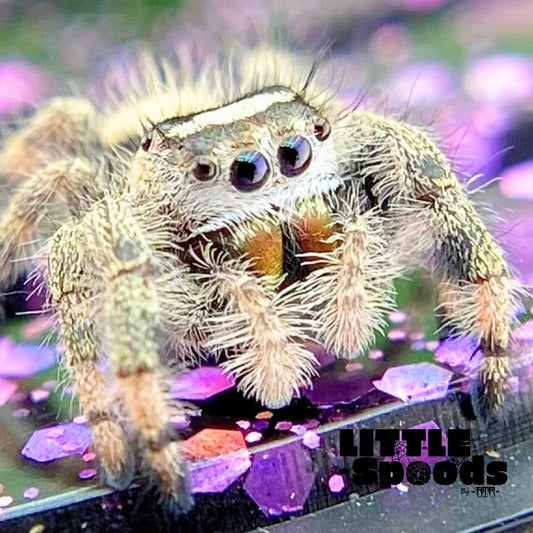 Unique Regal Jumping Spider Female i9 - ELVIRA-2-3