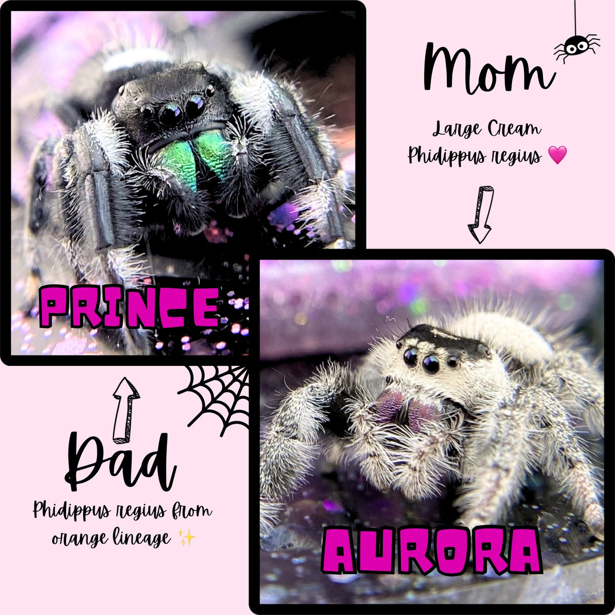 Regal Jumping Spider Male i6 - AURORA-1-13