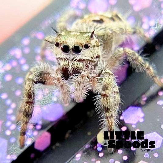 Phidippus Otiosus Jumping Spider Juvenile | ANAIS-1-2