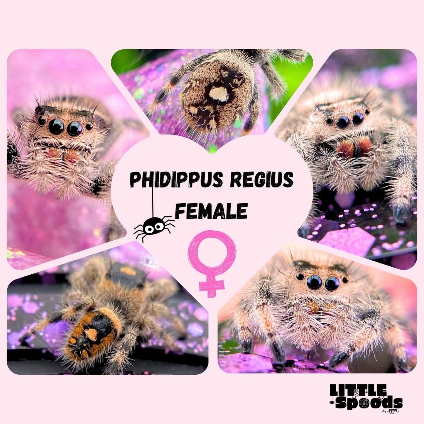 Female regal jumping spider examples – mystery selection collage