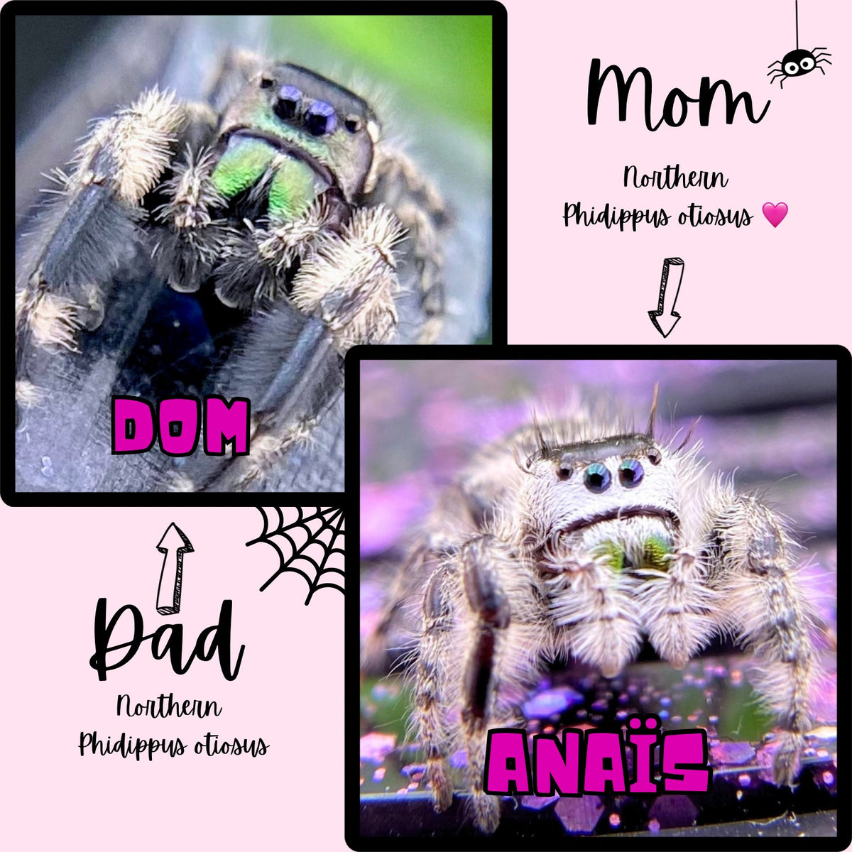Parent pairing for these Phidippus otiosus mystery pick jumping spiders featuring Anaïs and Dom