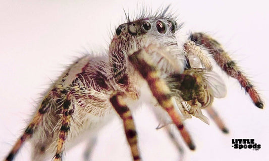 Juvenile female jumping spider (Phidippus mystaceus) eating a fruit fly, demonstrating feeding behavior