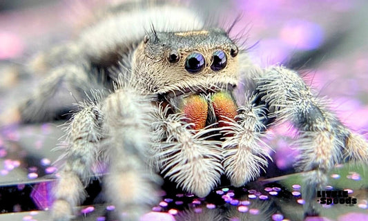 Cream regal jumping spider female with rainbow chelicerae - Where to buy jumping spiders