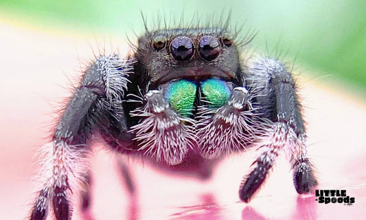 juvenile male regal jumping spider - best beginner jumping spiders