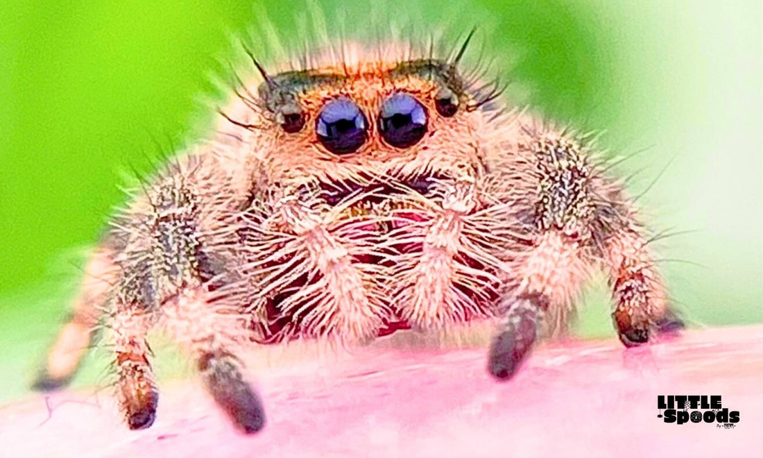 Orange jumping spider female juvenile close up - why jumping spiders make amazing pets