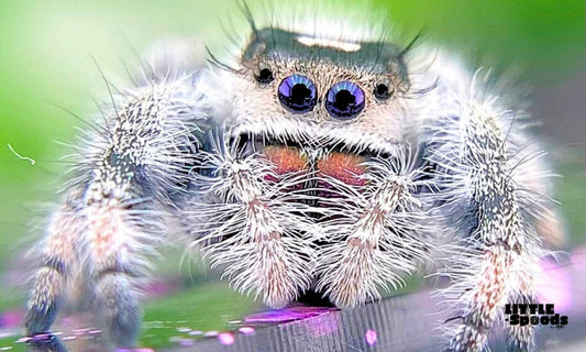 Female regal jumping spider - Do jumping spiders dream?