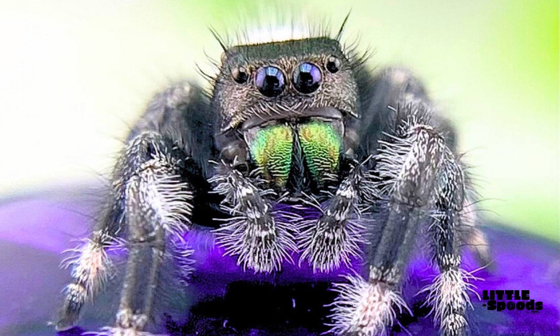 Phidippur regius male closeup - why captive bred jumping spiders are better
