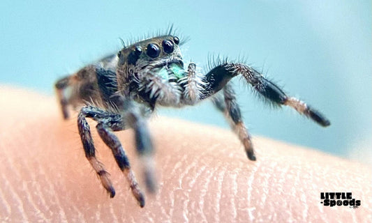 baby regal jumping spider (Phidippus regius) perched on a fingertip, close-up macro