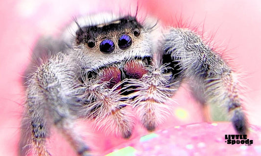 White and tan regal jumping spider female on pink background