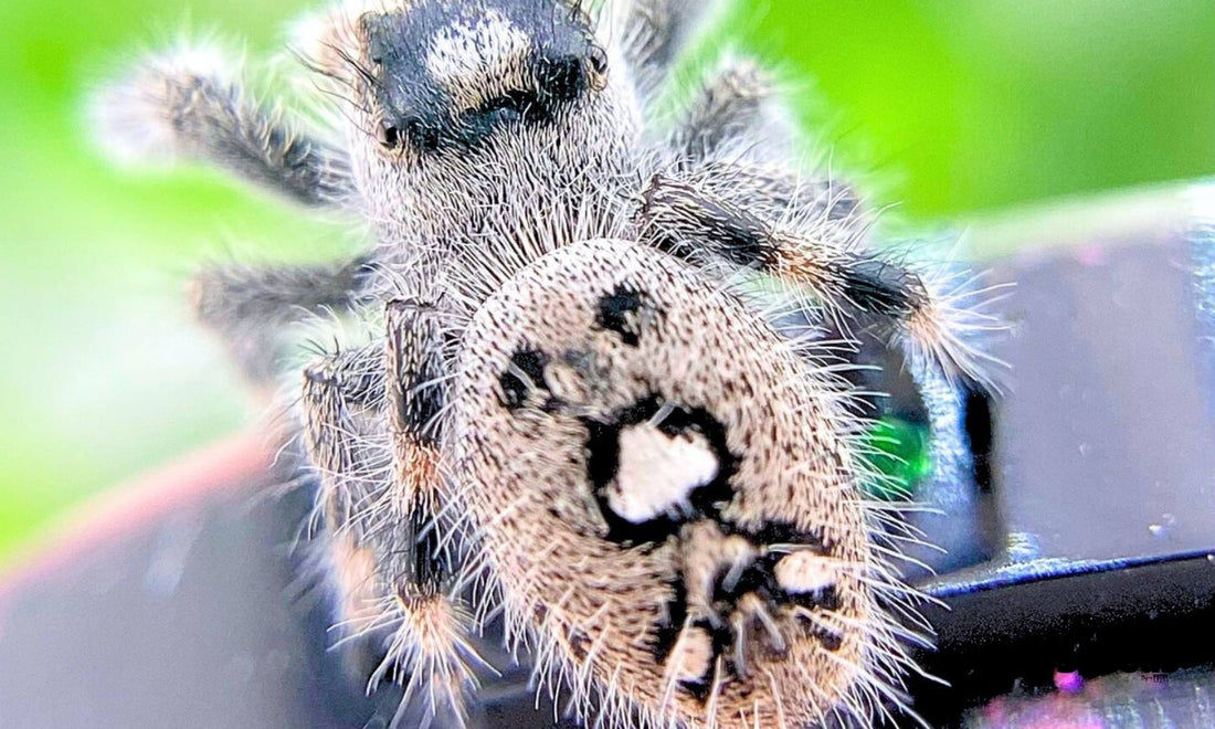 White female regal jumping spider - jumping spider localities
