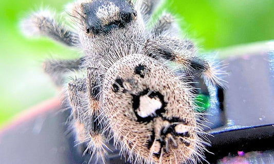 White female regal jumping spider - jumping spider localities
