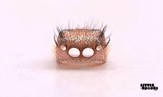 Close-up of a jumping spider molt (shed exoskeleton) after molting