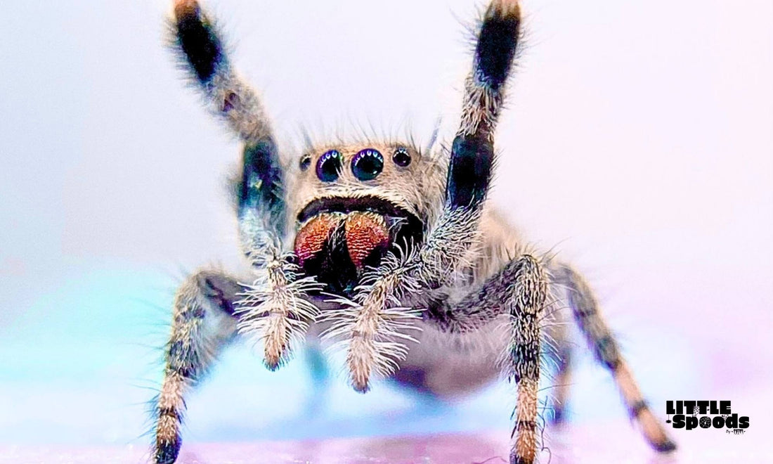 Cute baby jumping spider female with arms up - How to tell if your jumping spider is hungry