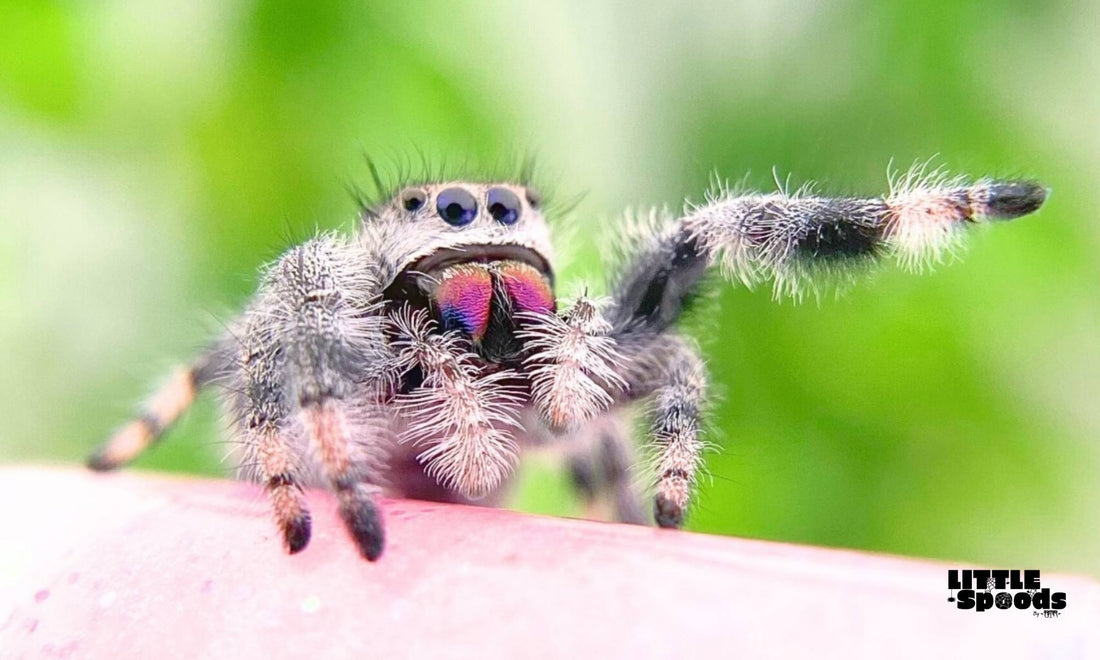 Female regal jumping spider with pink chels - Why is my jumping spider not eating