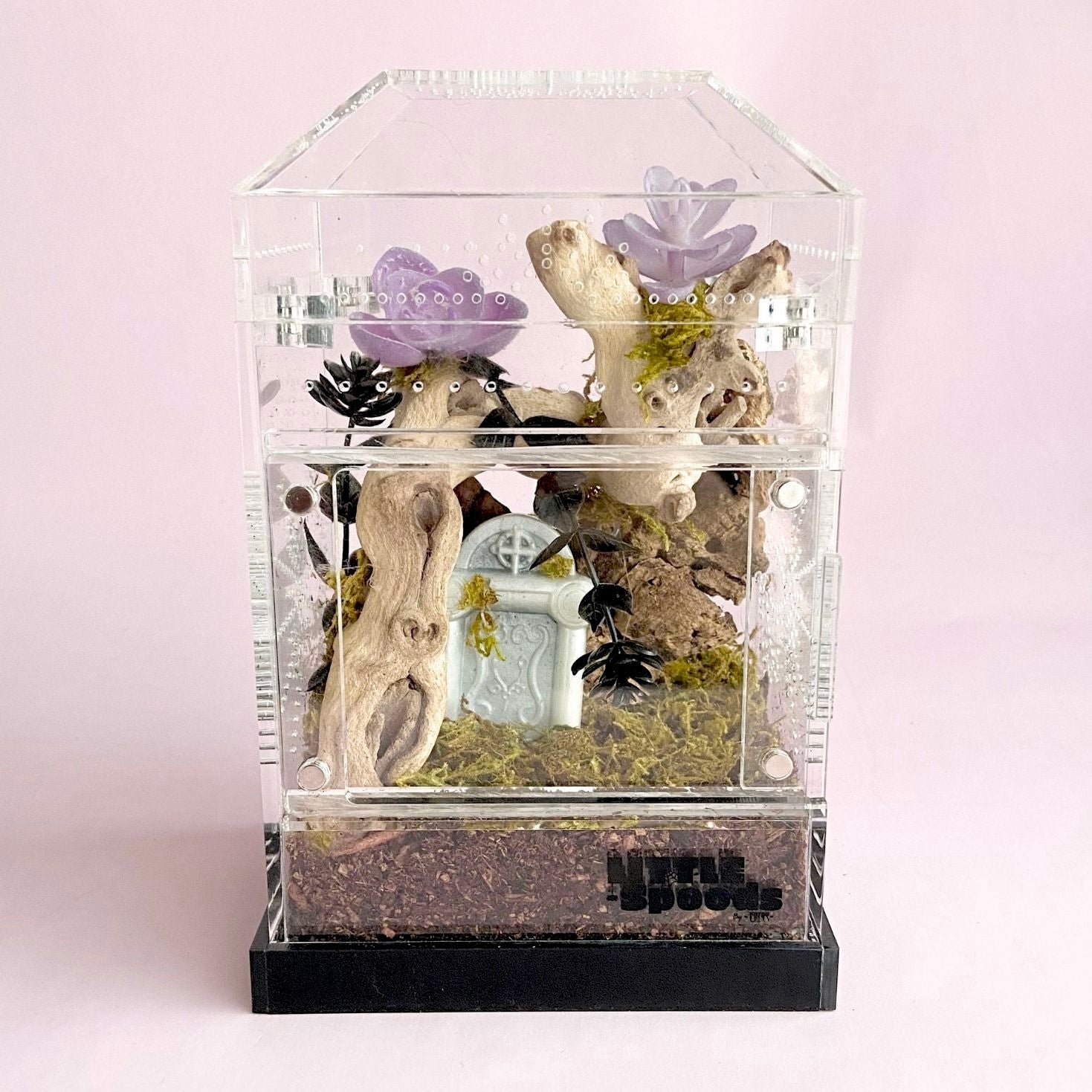 jumping spider enclosure setup with clear acrylic design and proper ventilation