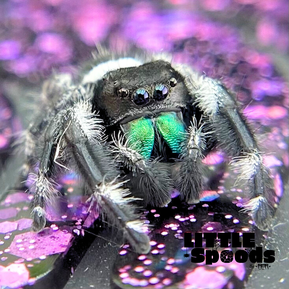 Adult male Regal jumping spider white line For sale Phidippus regius front view