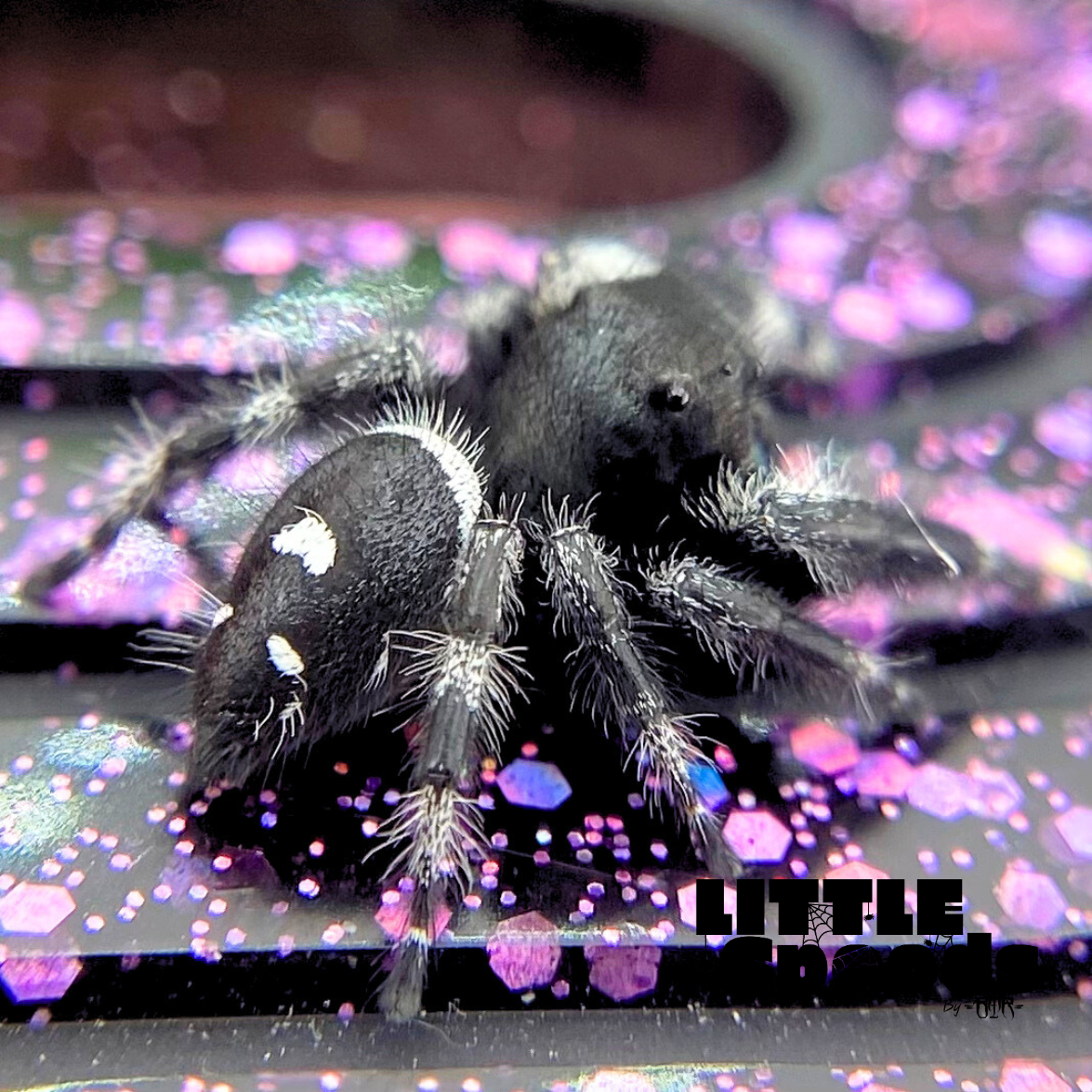 Adult male Regal jumping spider white line For sale Phidippus regius back view