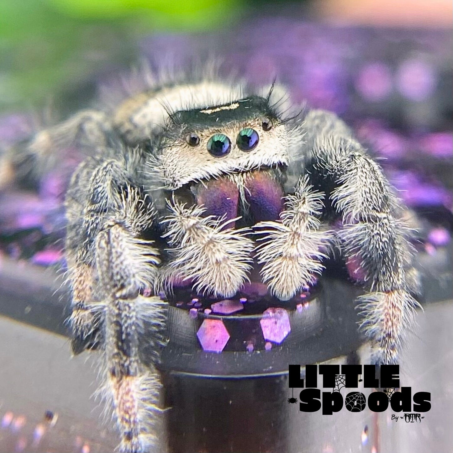 Adult regal jumping spider female for from white Phidippus regius for sale