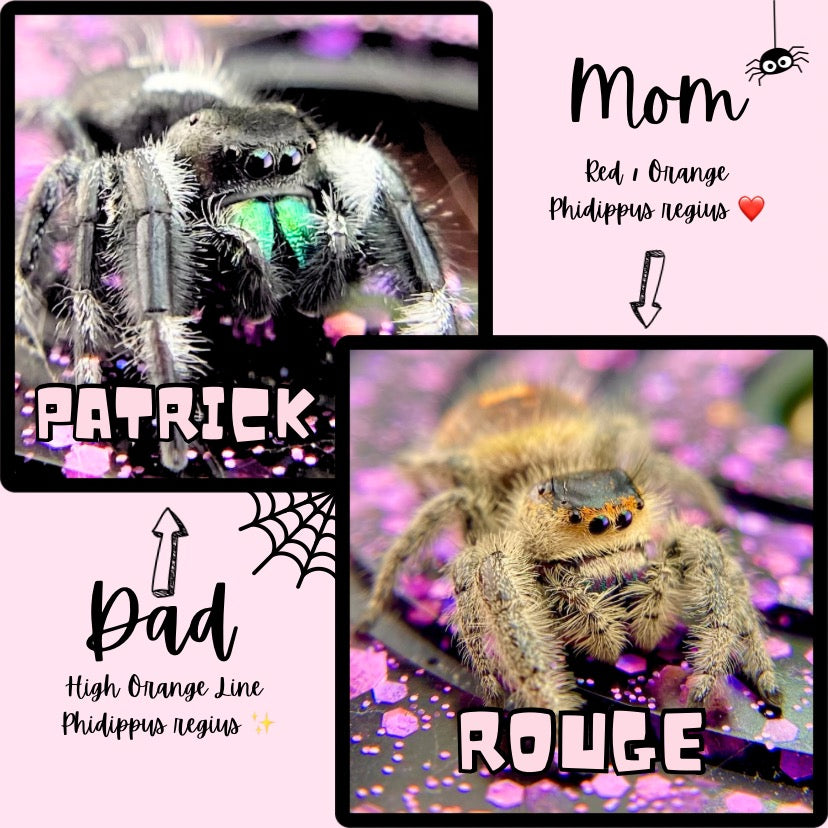 Orange Regal Jumping Spider Female i6 Juvenile - ROUGE-1-4