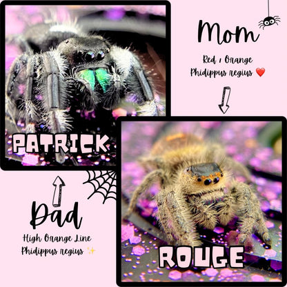 Orange Regal Jumping Spider Female i6 Juvenile - ROUGE-1-4