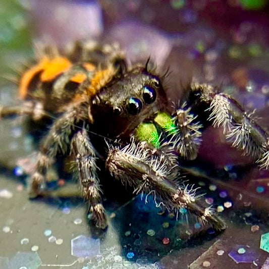 Big bend Bryantae Phidippus audax (Bold jumping spider) with fused spots, range coloration and white bands