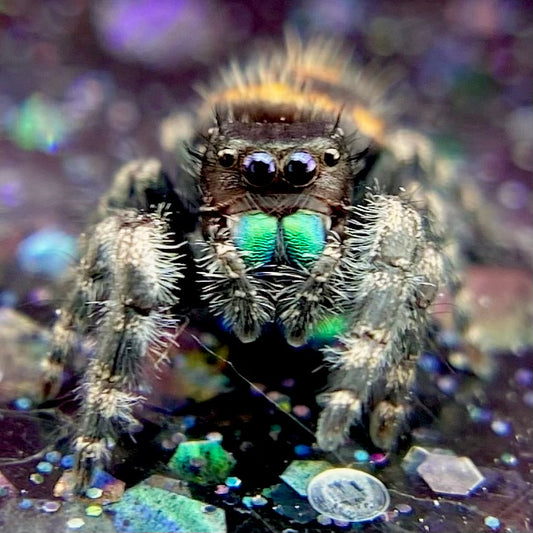 Big Bend Phidippus audax (bold jumping spider) closeup. White banded with orange fused spots
