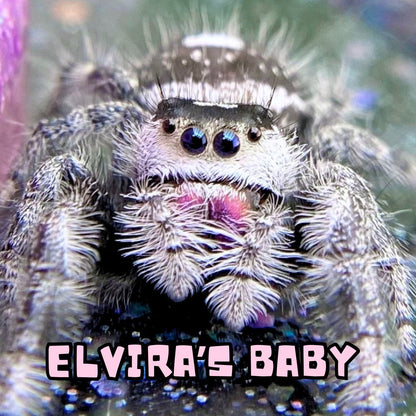 White and black Regal jumping spider female Closeup