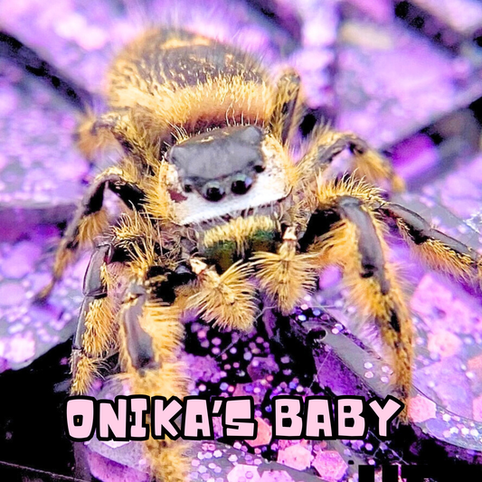 Yellow Florida Otiosus Jumping Spider for sale