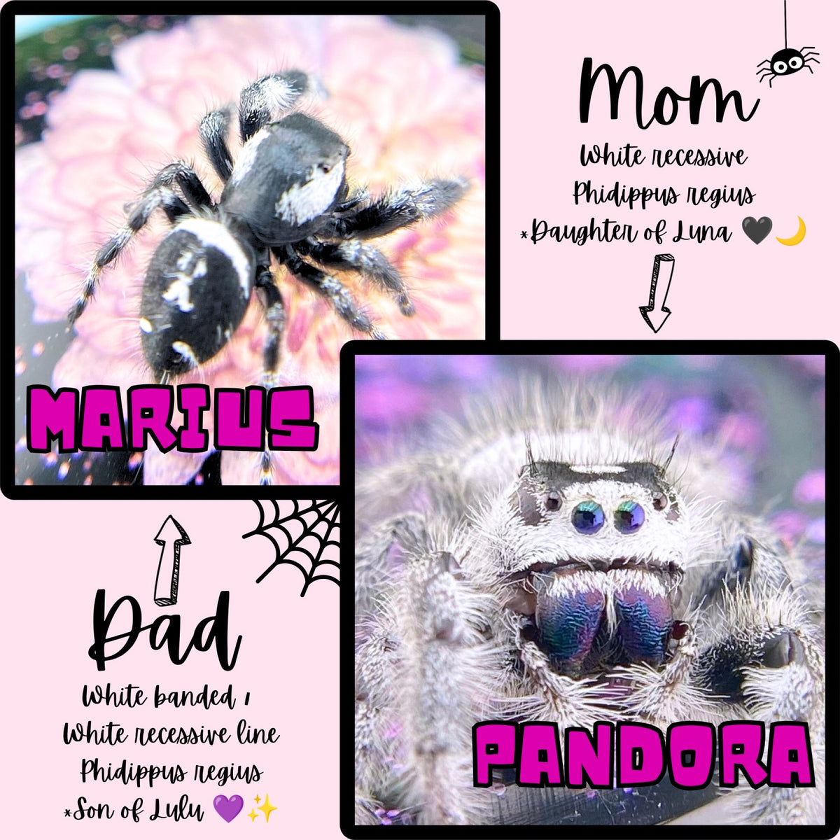 Regal Jumping Spider Male i6 - PANDORA-2-29