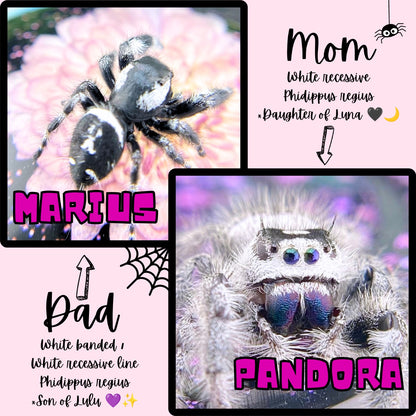 Regal Jumping Spider Male i6 - PANDORA-2-29