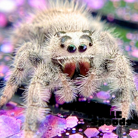 Cream and white regal jumping spider female with pink chelicerae closeup
