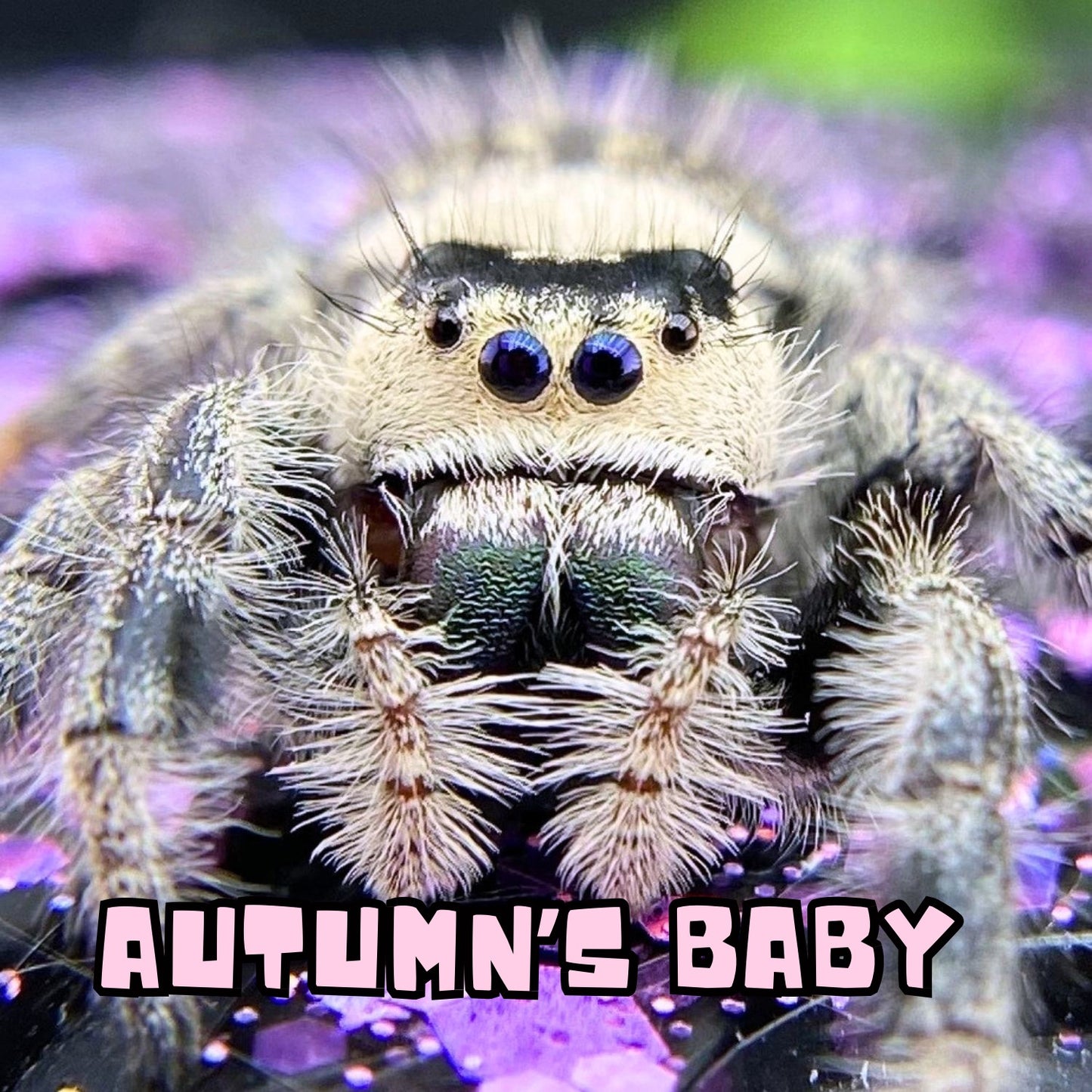 Female regal jumping spider with cream coloration and green chels
