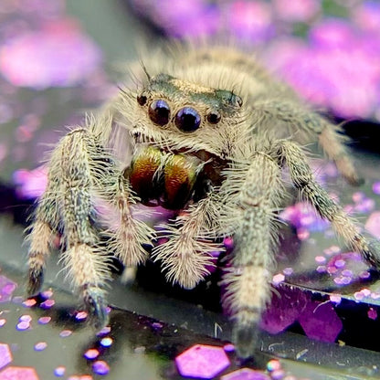 Regal Jumping Spider Female Juvenile i7 - AURORA-1-8