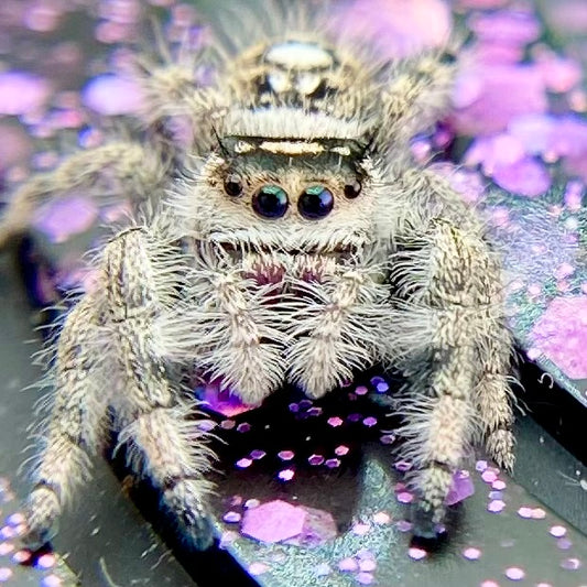 Dark and white Regal jumping spider female closeup in purple and black background