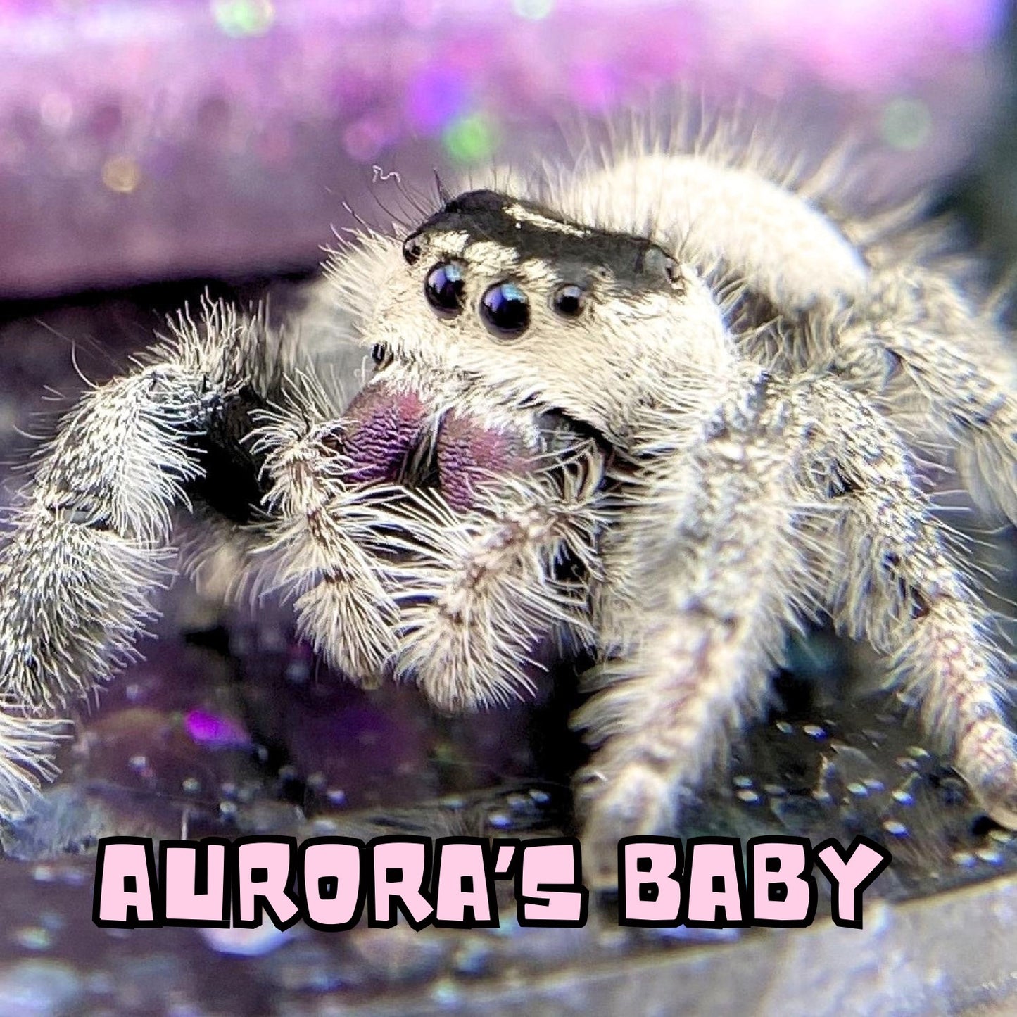 Regal Jumping Spider | Aurora × Prince Mystery Pick