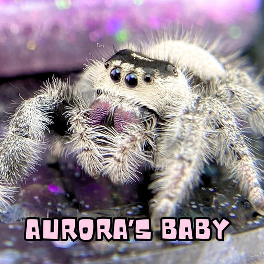 Regal Jumping Spider | Aurora × Prince Mystery Pick