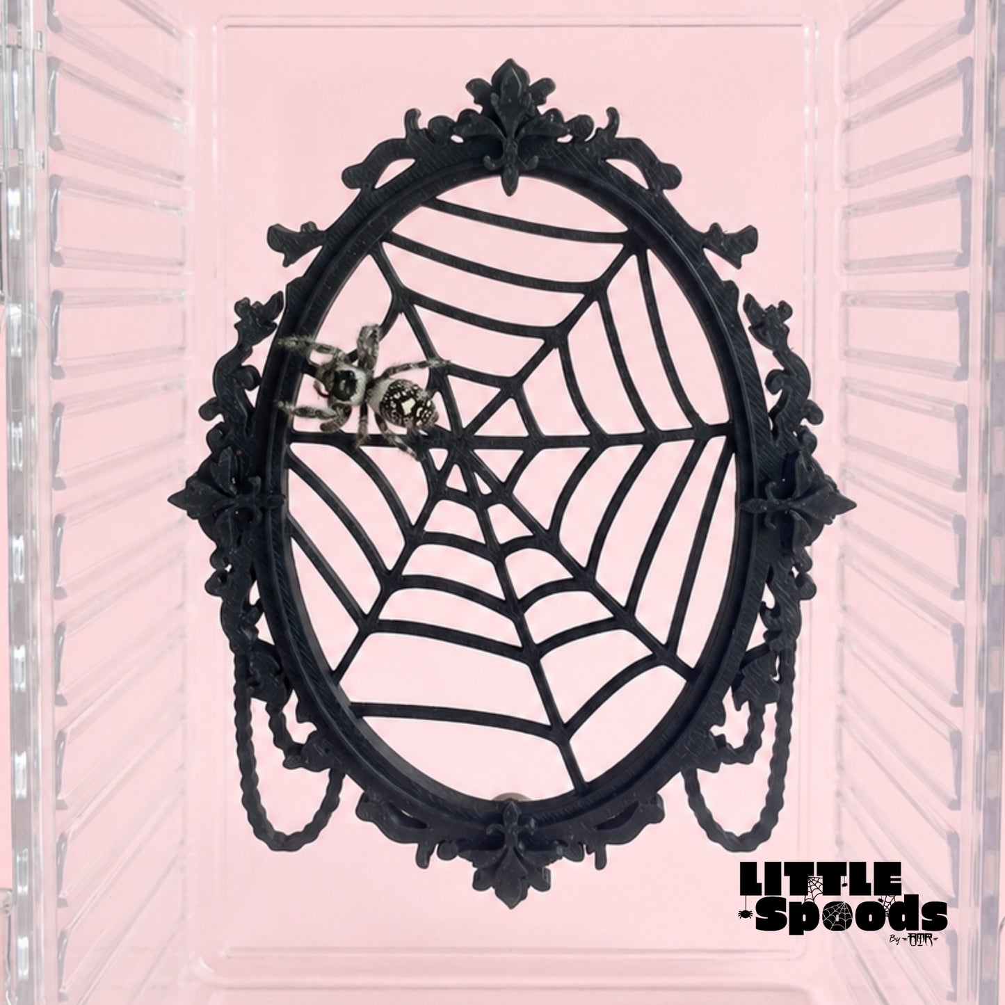 Gothic Jumping Spider Background