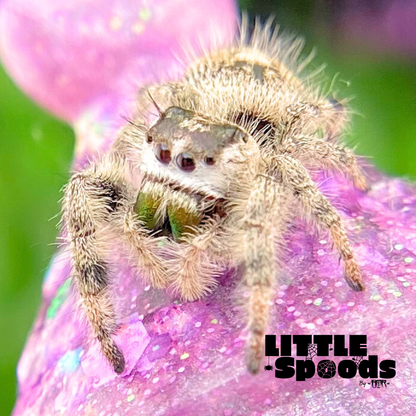 Hybrid female jumping spider Florida Phidippus Otiosus x White Phidippus Regius Hybrid jumping spiders for sale