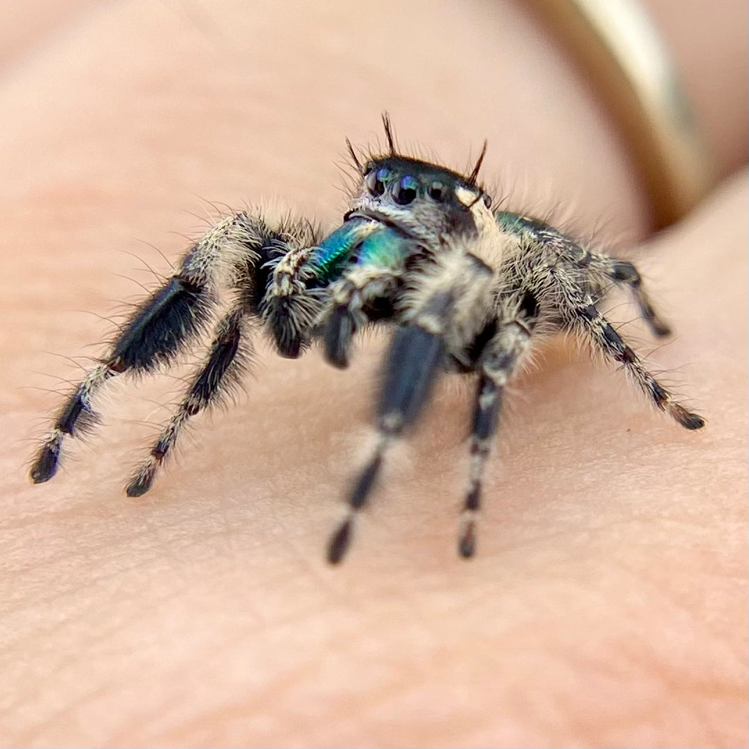 Phidippus Otiosus Mature Male (Canopy Jumping Spider) - ANAIS-1-6
