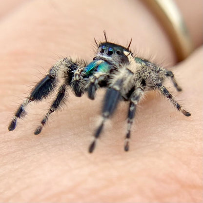 Phidippus Otiosus Mature Male (Canopy Jumping Spider) - ANAIS-1-6