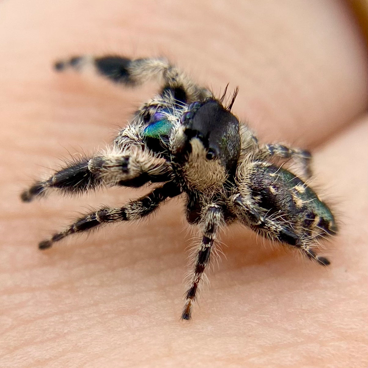 Phidippus Otiosus Mature Male (Canopy Jumping Spider) - ANAIS-1-6