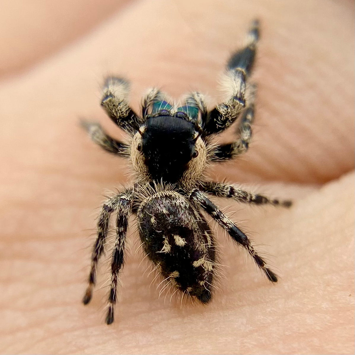 Phidippus Otiosus Mature Male (Canopy Jumping Spider) - ANAIS-1-6